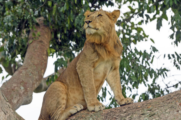 Queen Elizabeth National Park