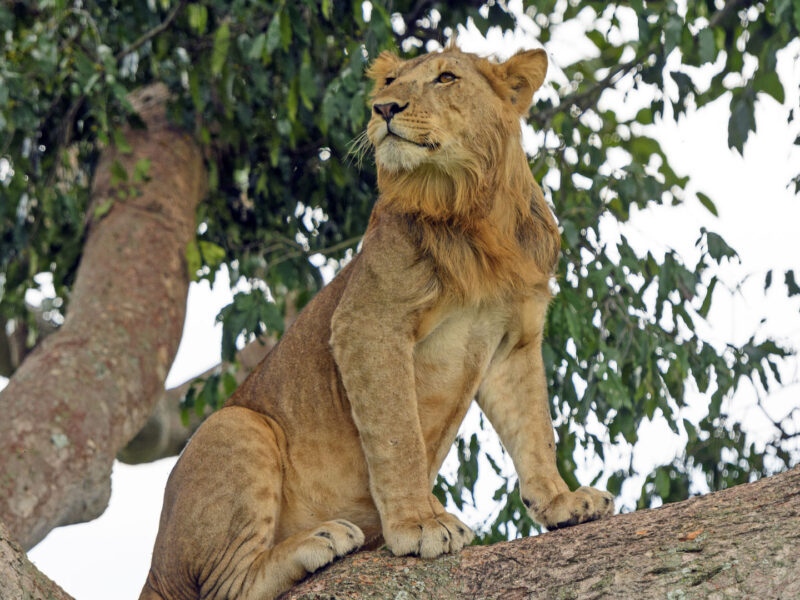 Queen Elizabeth National Park