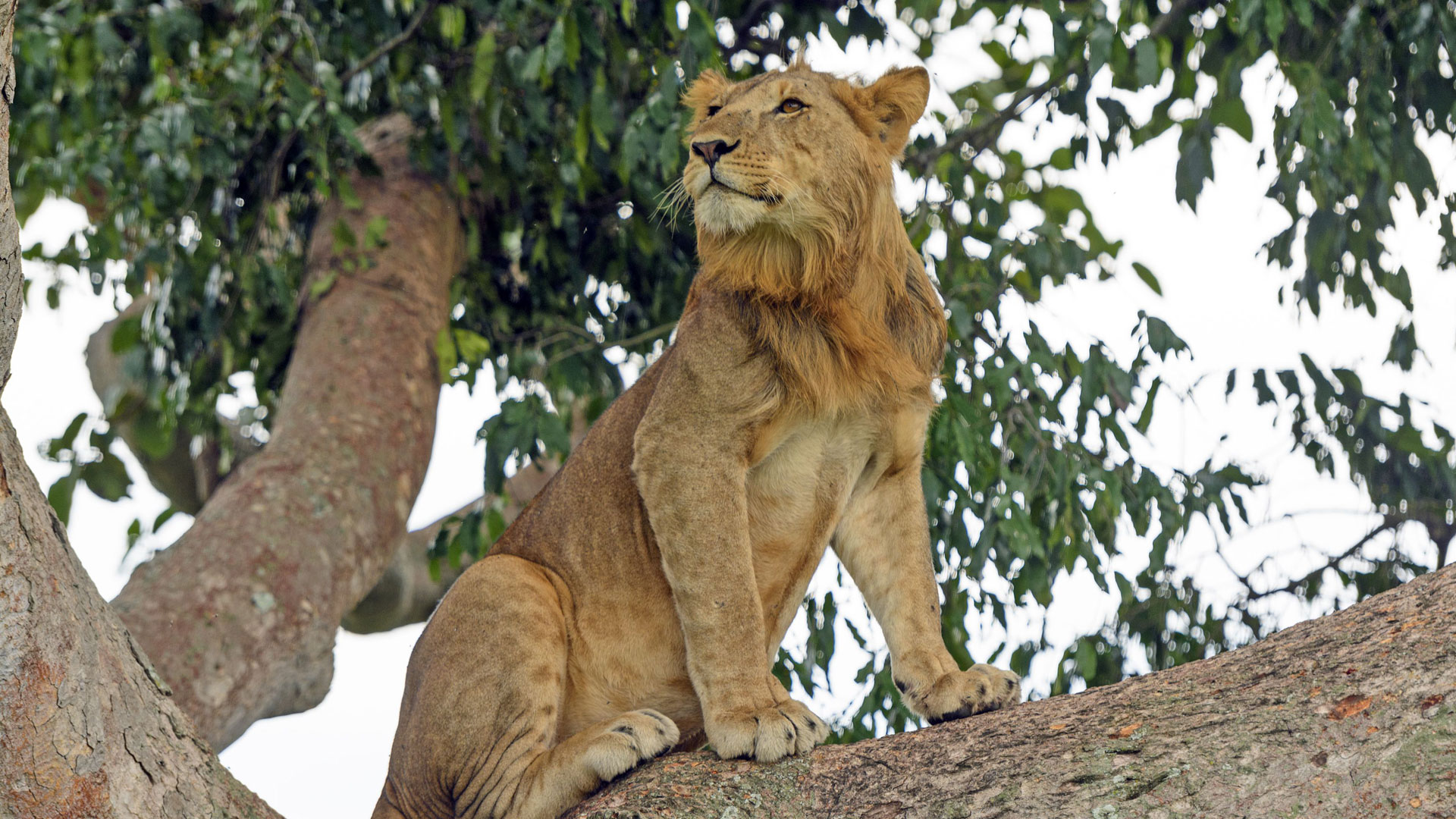 Queen Elizabeth National Park