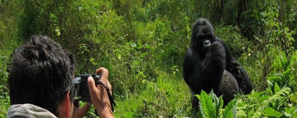 Rwanda Gorilla Safaris