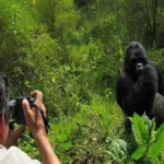 Rwanda Gorilla Safaris