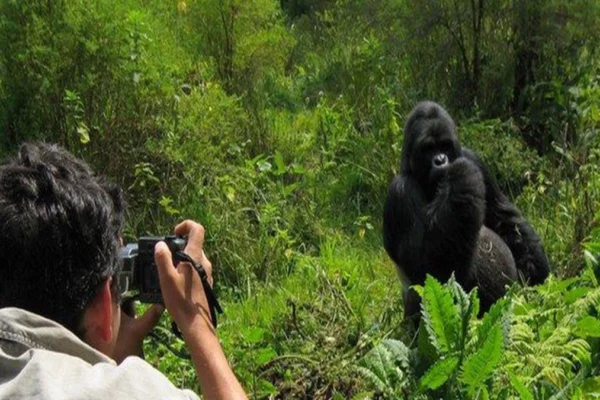 Rwanda Gorilla Safaris