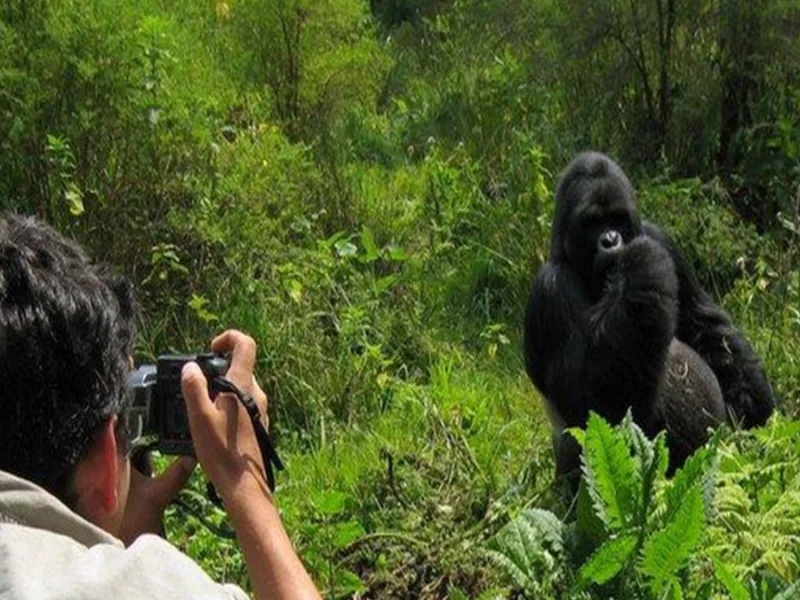 Rwanda Gorilla Safaris