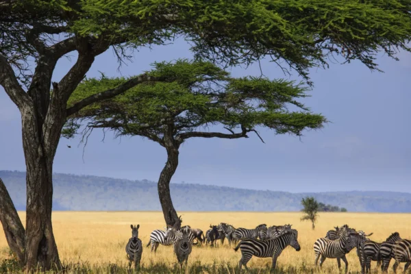 Serengeti National Park