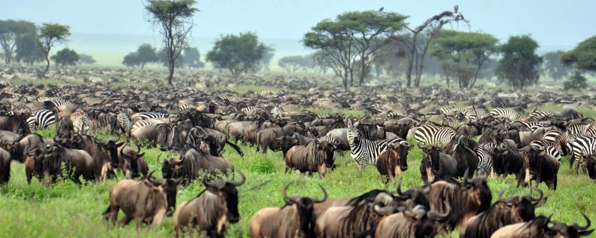Serengeti Safari the Great Migration