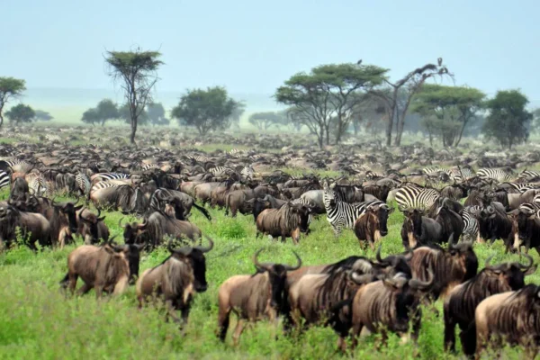 Tanzania Northern Circuit Safari