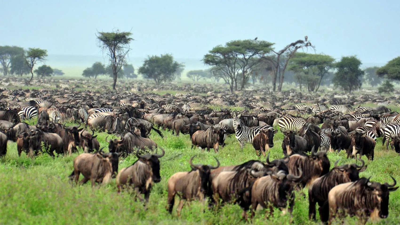 Tanzania Northern Circuit Safari