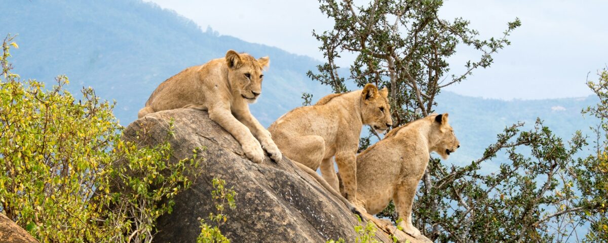 Why Lions Don't Attack Safari Vehicles