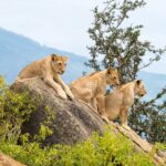 Why Lions Don't Attack Safari Vehicles