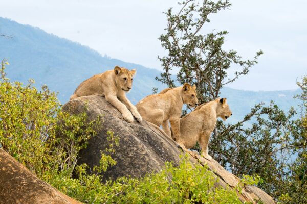 Kenya National Parks