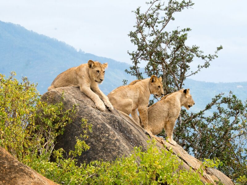 Why Lions Don't Attack Safari Vehicles