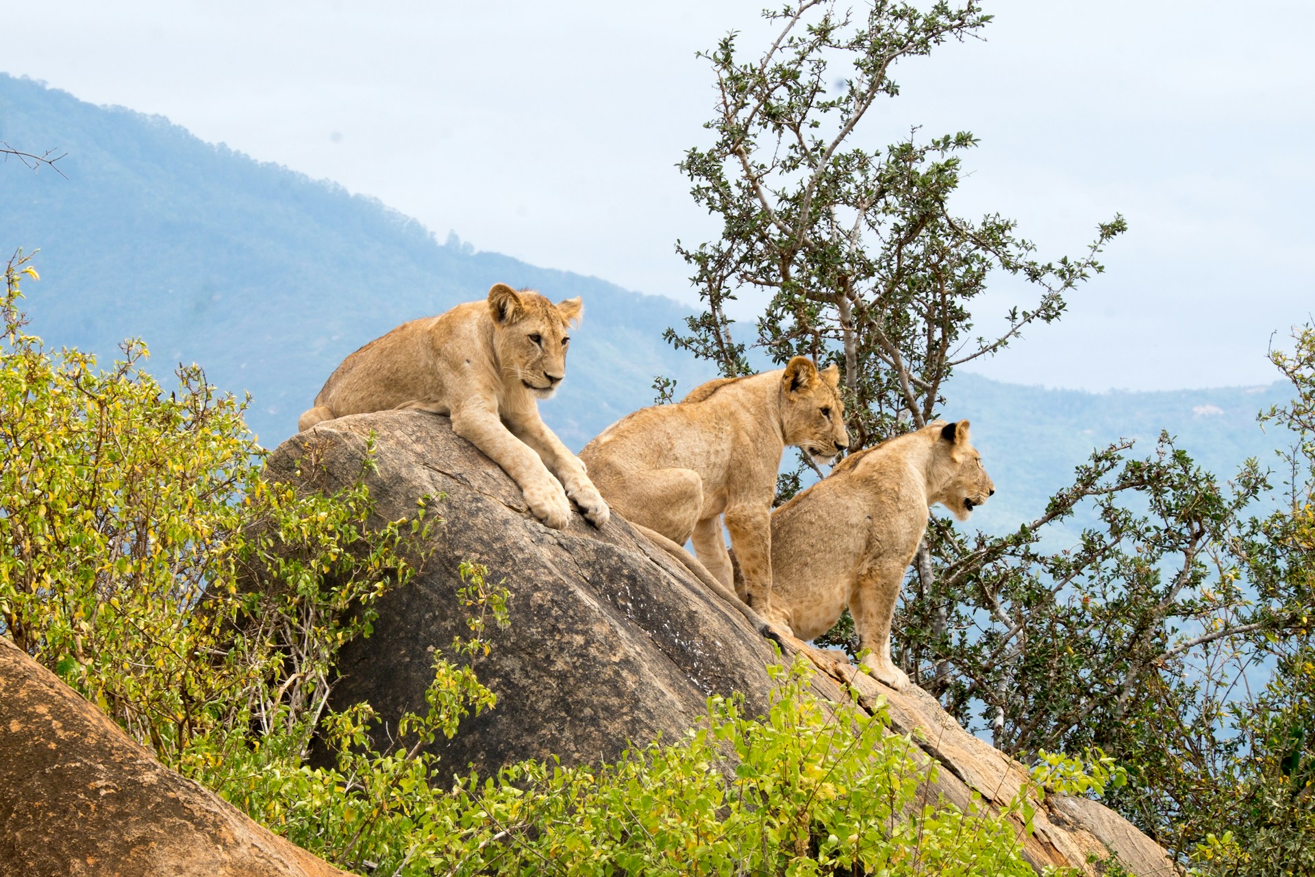 Kenya National Parks