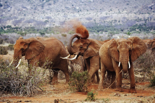 Kenya Safaris