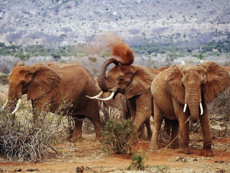 Kenya Safaris
