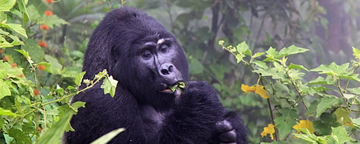Nkuringo Sector of Bwindi