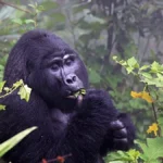 Nkuringo Sector of Bwindi