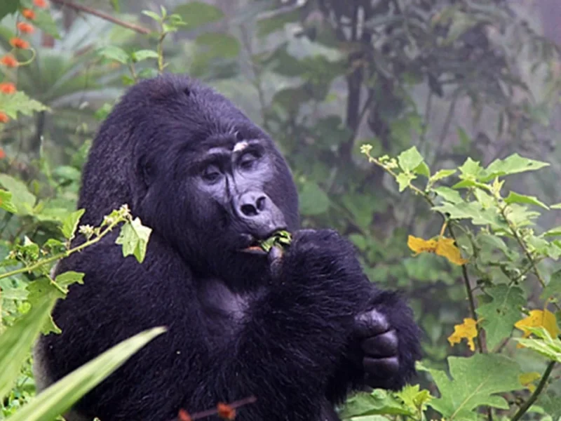Nkuringo Sector of Bwindi
