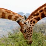 Uganda-National-Parks