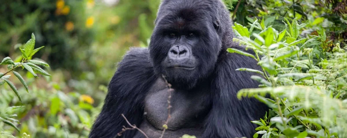 4 Days Bwindi Gorilla Habituation Safari