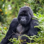 4 Days Bwindi Gorilla Habituation Safari
