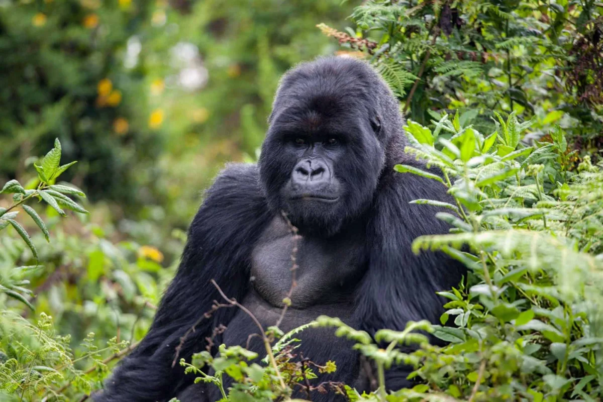 Ten facts about gorillas