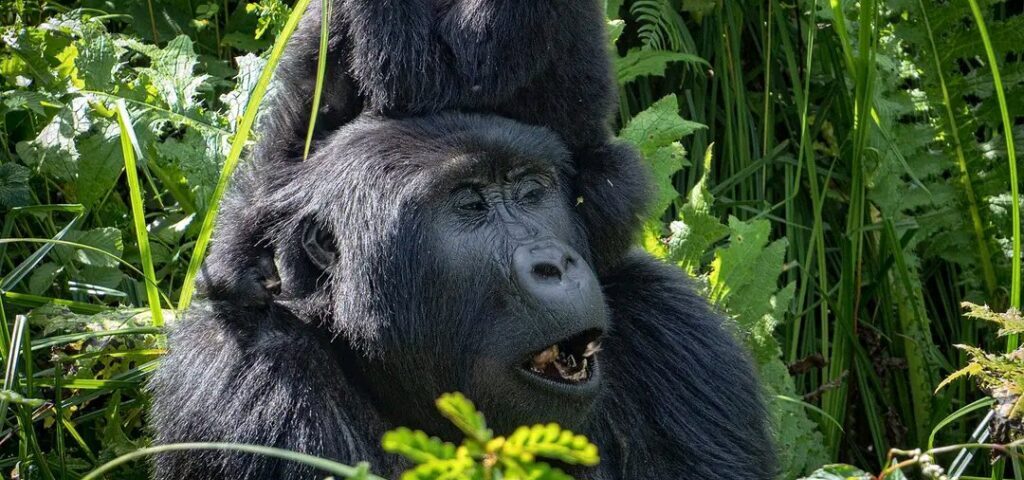 Gorilla Trekking Permits in Uganda