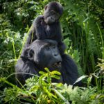 Gorilla Trekking Permits in Uganda