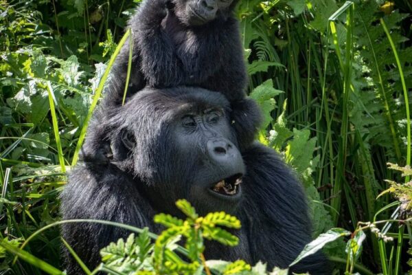 4 Days Rwanda Big Five & Gorilla Trekking Safari