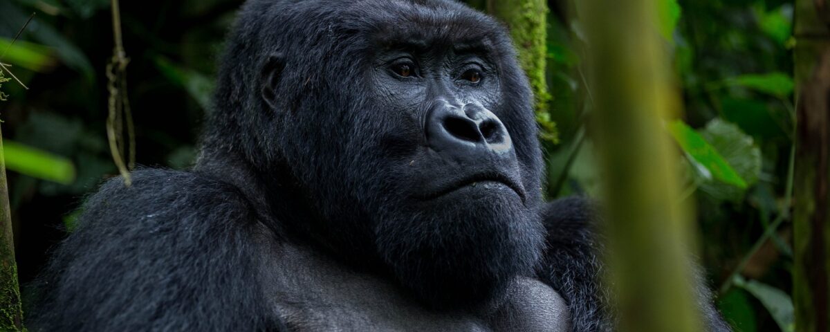 3-Day Rwanda Gorilla Trek Safari