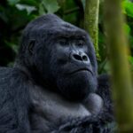 3-Day Rwanda Gorilla Trek Safari