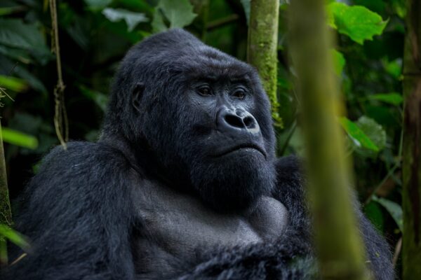 3-Day Rwanda Gorilla Trek Safari