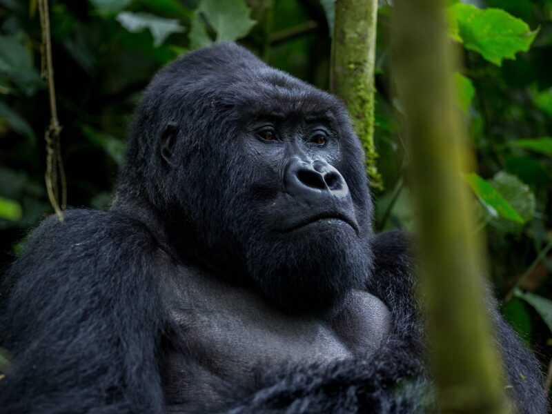 3-Day Rwanda Gorilla Trek Safari