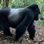 SilverBack gorilla Bwindi Impenetrable Forest