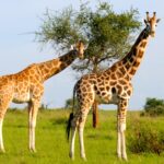 Africa Gay Safaris Experience