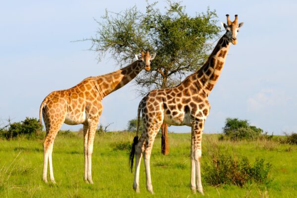 Africa Gay Safaris Experience