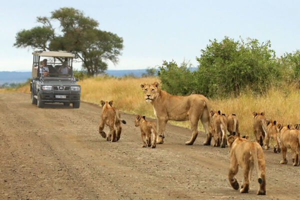 lion Tracking in Kenya National Parks