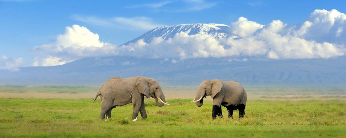 Mt Kilimanjaro National Park