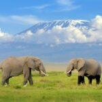 Mt Kilimanjaro National Park