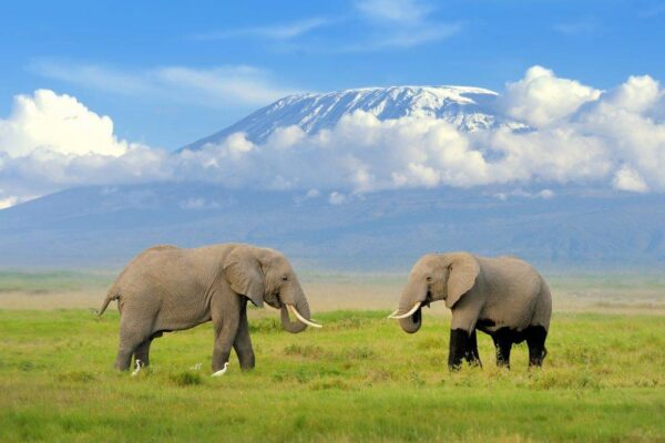 Mt Kilimanjaro National Park