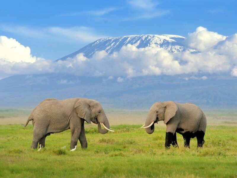 Mt Kilimanjaro National Park
