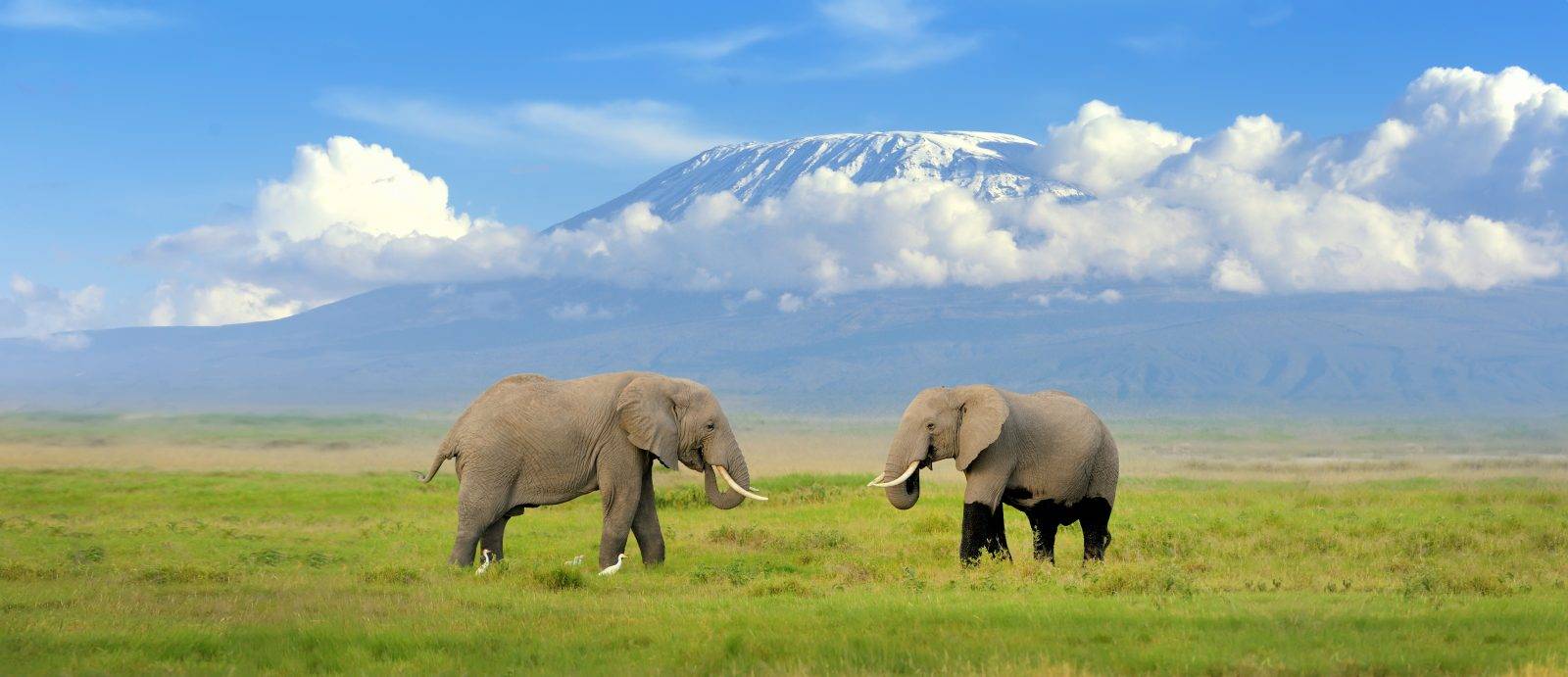 Tanzania Wildlife Safari & Zanzibar