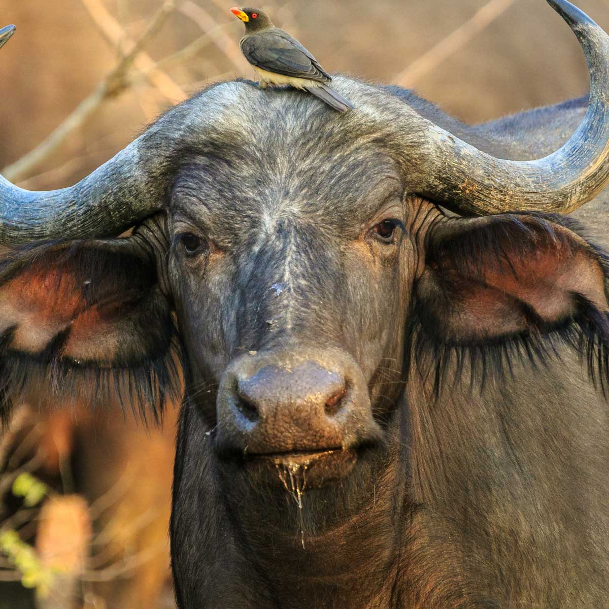 Queen Elizabeth National Park