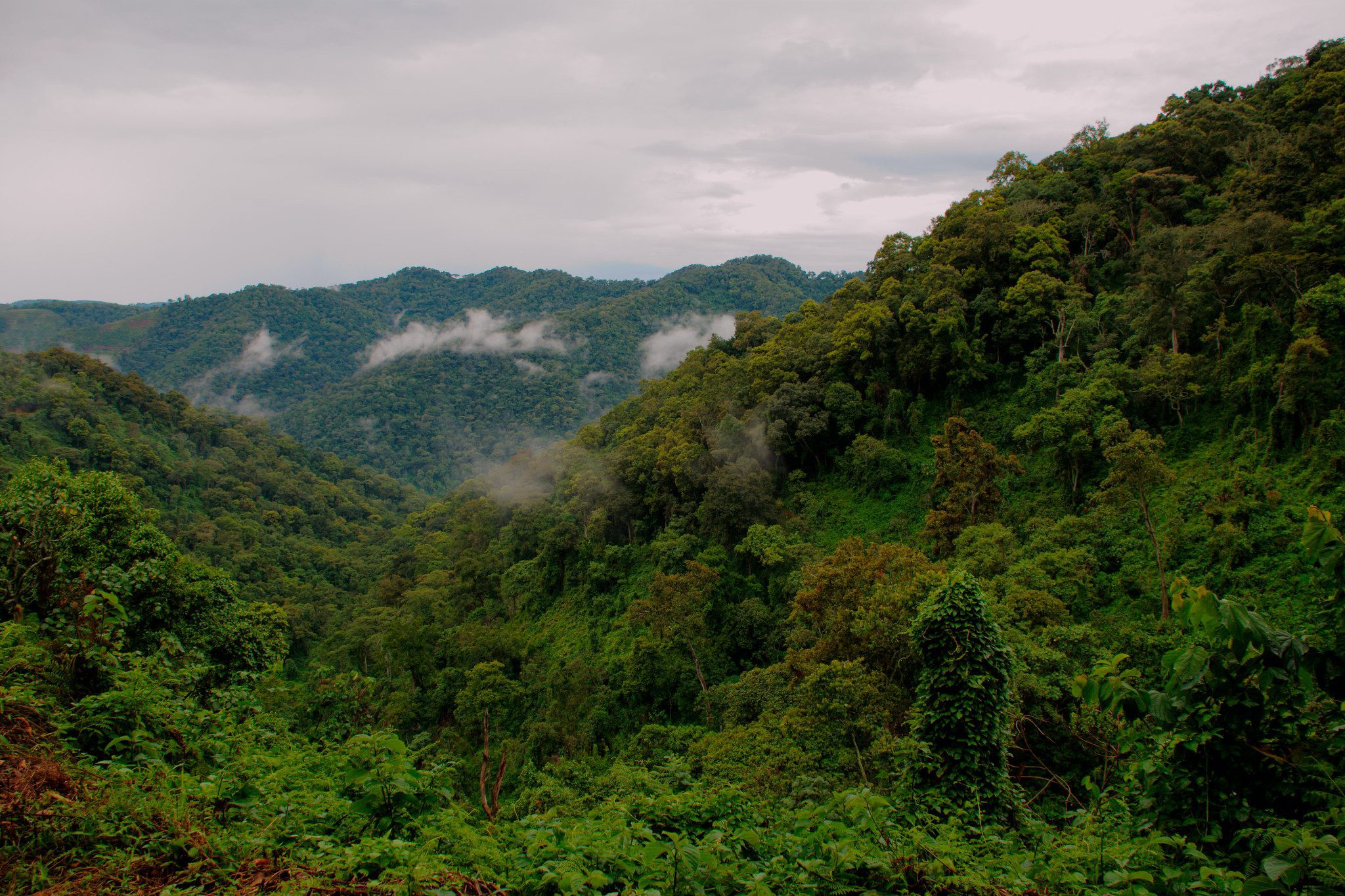 Bwindi Impenetrable National Park