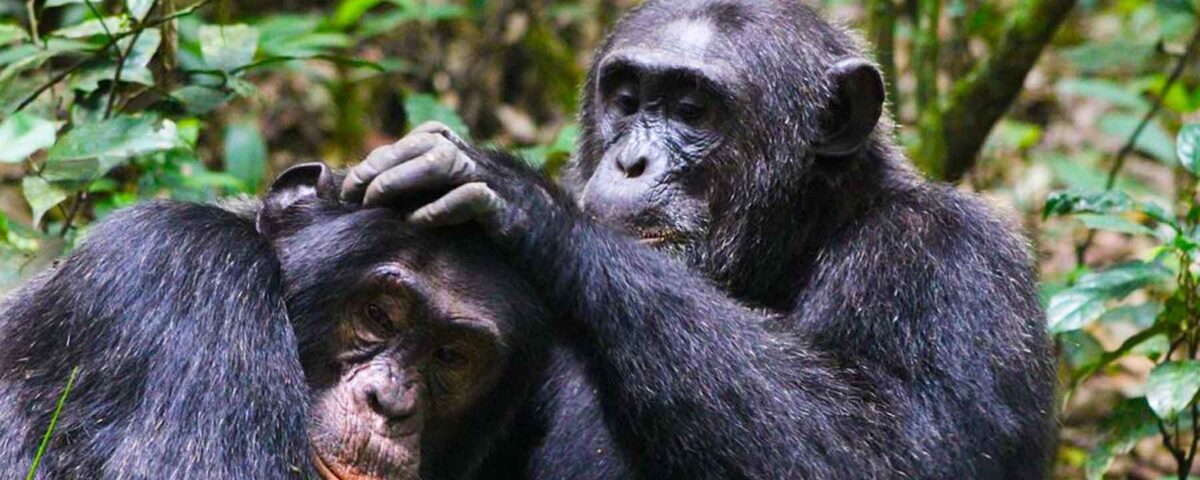 Chimpanzee Tracking with Nyenge Uganda Tours