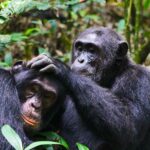 Chimpanzee Tracking with Nyenge Uganda Tours