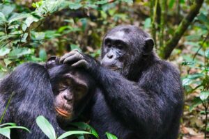 Chimpanzee Tracking with Nyenge Uganda Tours