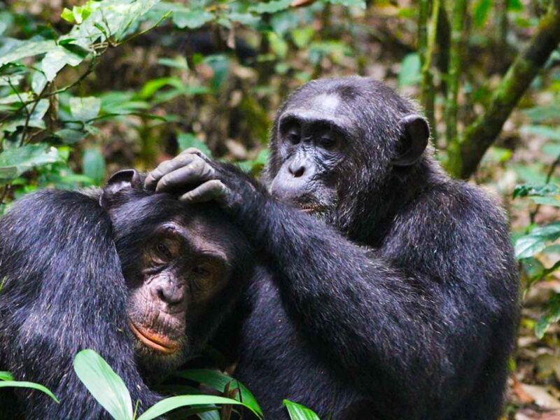 Chimpanzee Tracking with Nyenge Uganda Tours