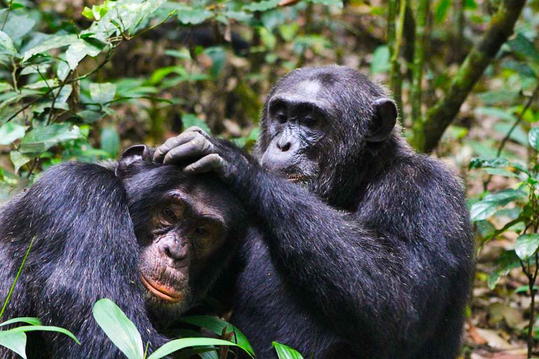 Chimpanzee Tracking with Nyenge Uganda Tours