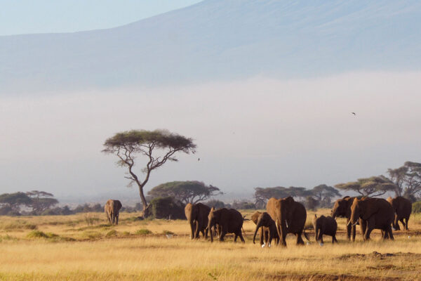 elephants-shira-plateau