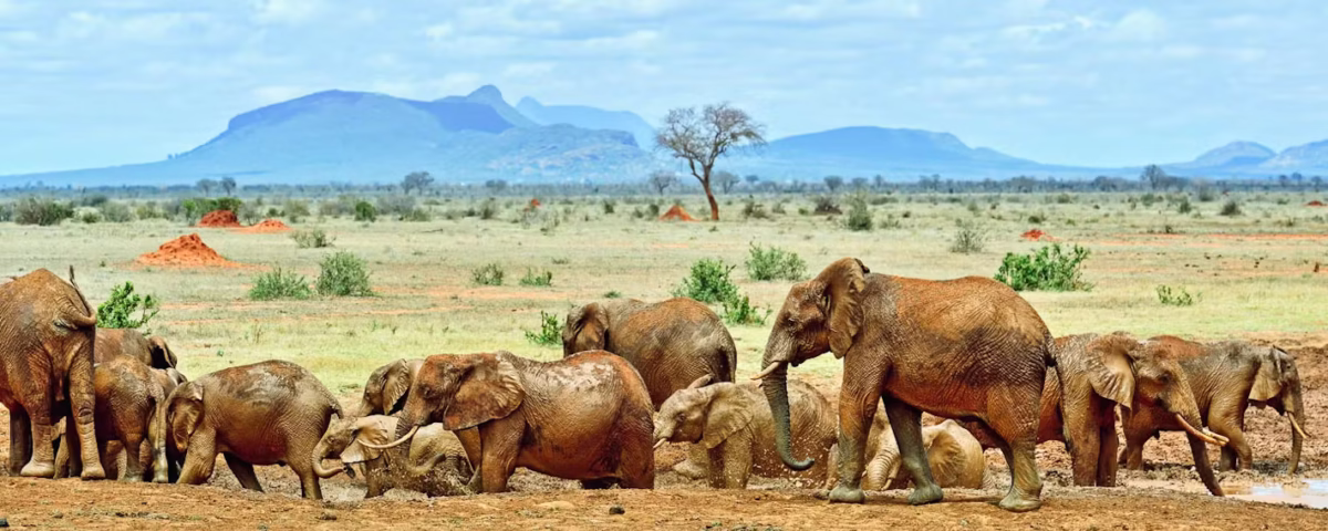 Tsavo East National Park